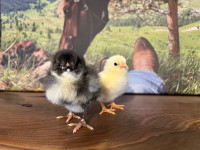 Olive Egger Chicks 