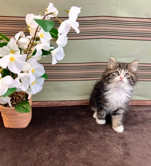 Vetted Maine Coon Girl in Cats & Kittens for Rehoming in Oakville / Halton Region - Image 7