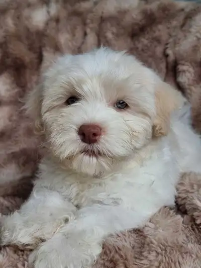 3 month male Purebred CKC Havanese, View more