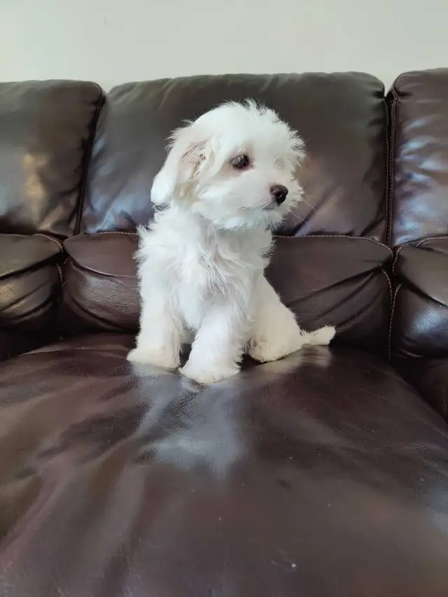 Maltese Shihtzu puppy in Dogs & Puppies for Rehoming in Windsor Region - Image 3