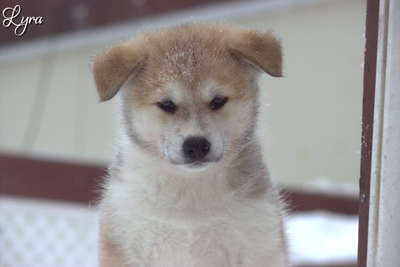 SEULEMENT 1 CHIOT RESTANT/ONLY ONE PUPPY LEFT (SAMKITA INU), View more