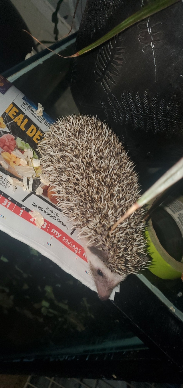 Hedgehog  in Small Animals for Rehoming in City of Toronto - Image 4