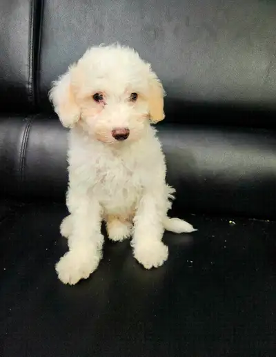 Bichonpoo Puppies, View more