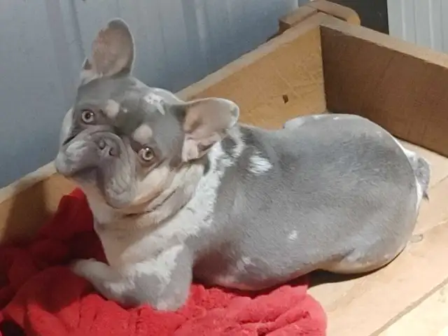 French Bulldog for sale in Dogs & Puppies for Rehoming in Ottawa - Image 9
