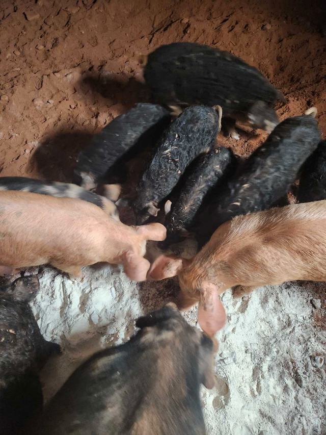 Mangalitsa pigs  in Livestock in Summerside - Image 2