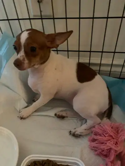 Female puppy purebred Chihuahua for sale . I bought her by mistake. Please take her off my hands bef...