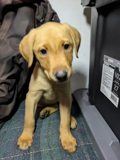 SALE ..PUREBRED LAB PUPPIES READY TO GO!!., View more