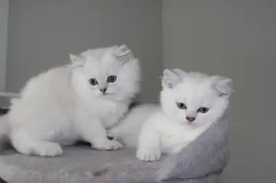 We have two beautiful British Chinchilla boys available for reservation! One is a British Shorthair,...