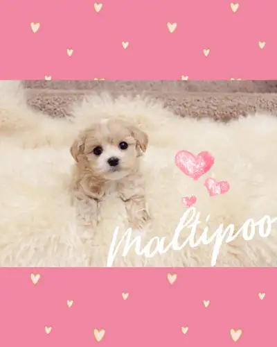 ❤️ TEDDY BEAR ❤️ TOY SIZE MALTIPOO BABIES ❤️, View more