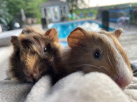 Two Ginnea Pigs (males)  cages $150 