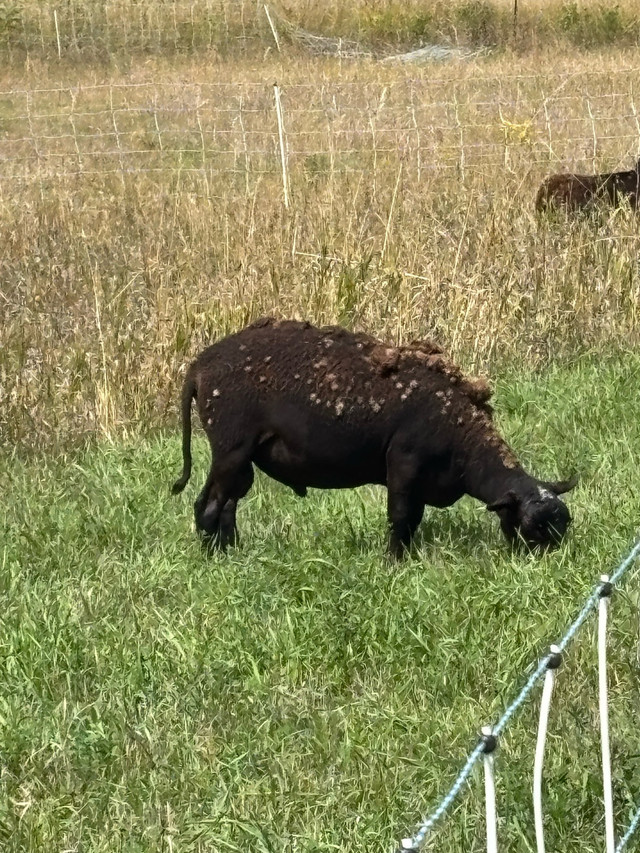 Katahdin Ram in Livestock in Peterborough - Image 2