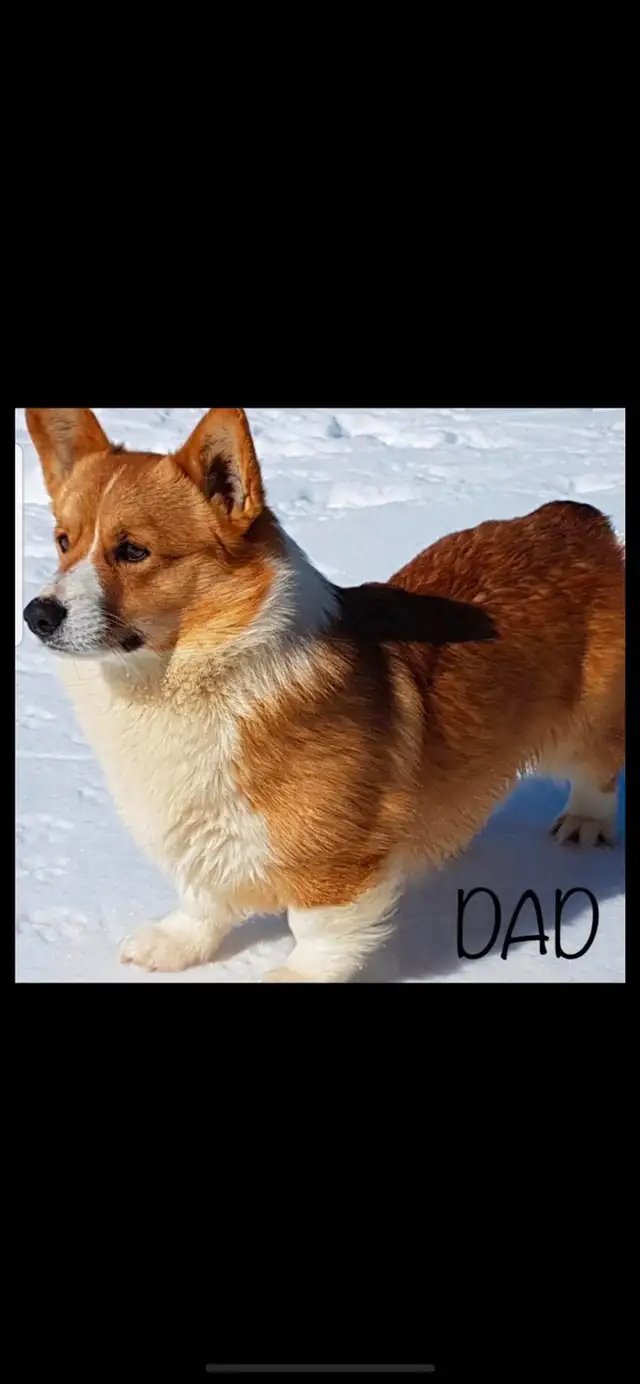 Corgi Puppy in Dogs & Puppies for Rehoming in Winnipeg - Image 6