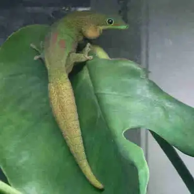 Breeding Pair of Gold Dust Day Geckos, View more