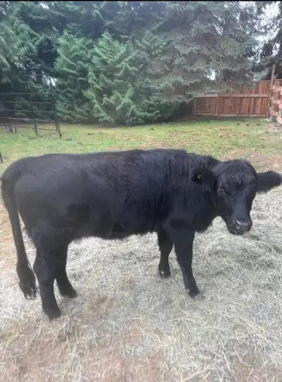 2 year old Dexter highland cross heifer. Friendly, used to dogs horses kids and large trucks and equ...