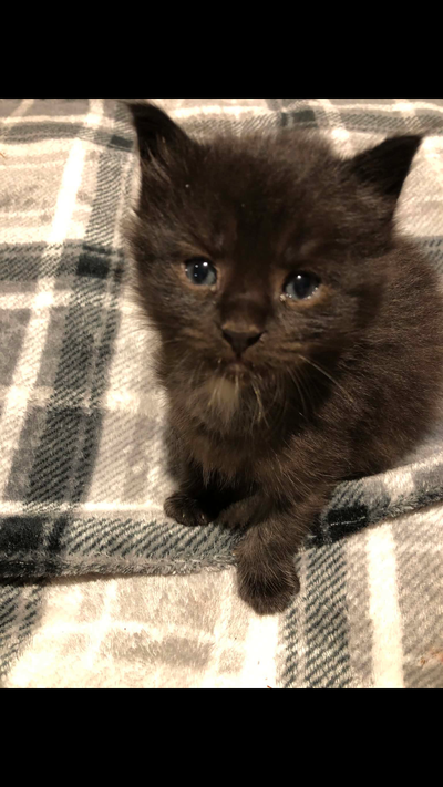 Black Maine coon kitten, View more