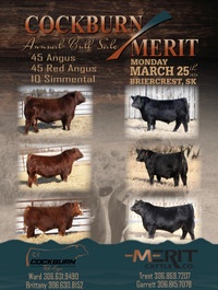 Cockburn /Merit Bull Sale