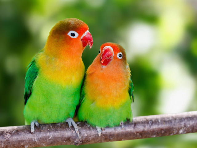 2 loving birds for rehoming in Birds for Rehoming in Ottawa
