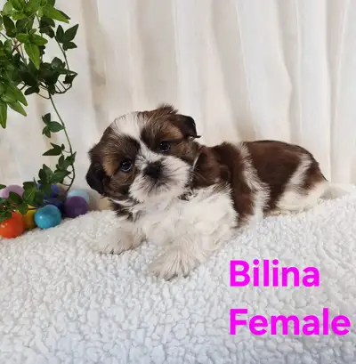shih Tzu puppies, View more
