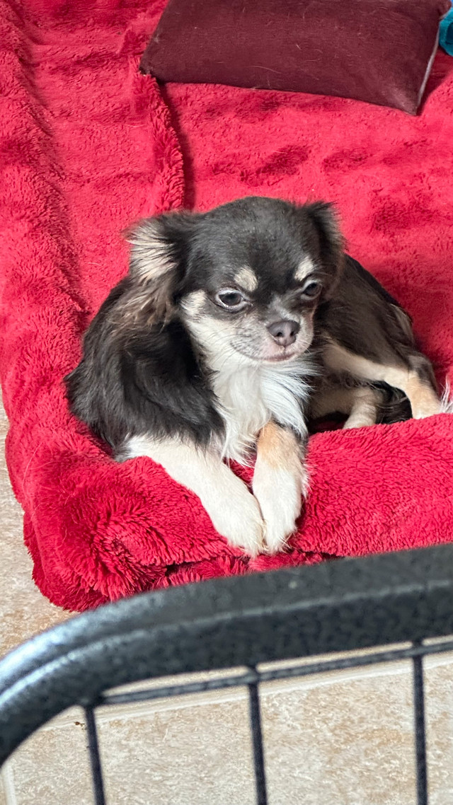Beautiful chihuahua puppies price start at 1200.00 in Dogs & Puppies for Rehoming in City of Toronto - Image 4