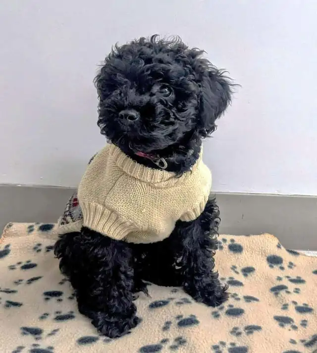 Miniature Whoodle puppies in Dogs & Puppies for Rehoming in Sudbury - Image 10
