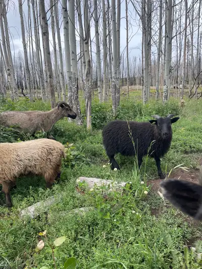 ewe lambs , View more