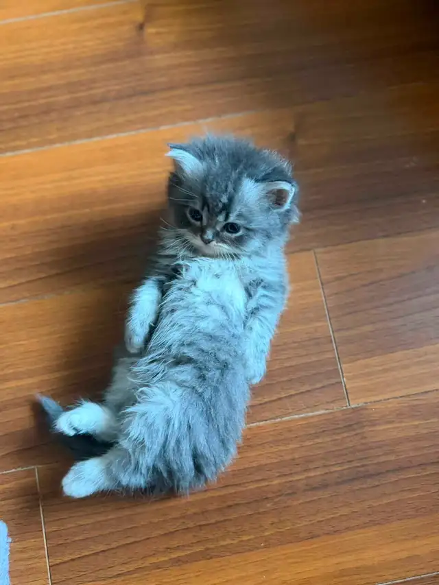 Persian ragdoll kittens in Cats & Kittens for Rehoming in Delta/Surrey/Langley - Image 3