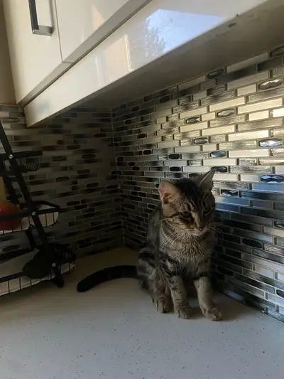 Cat for rehoming, View more