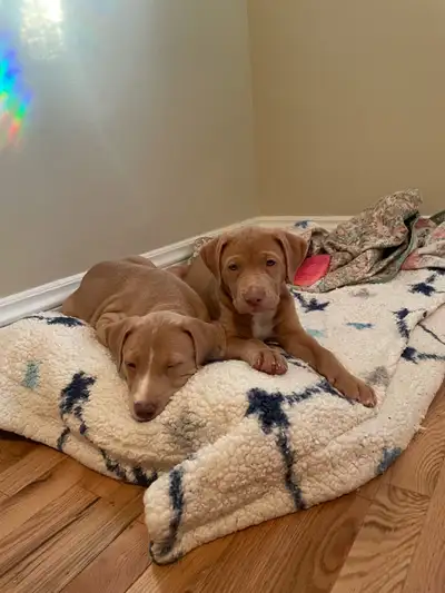 2 puppies for sale, View more