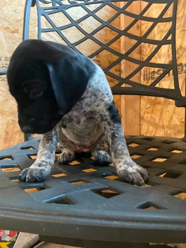 CKC Registered Purebred German Shorthaired Pointers Available in Dogs & Puppies for Rehoming in Ottawa - Image 5