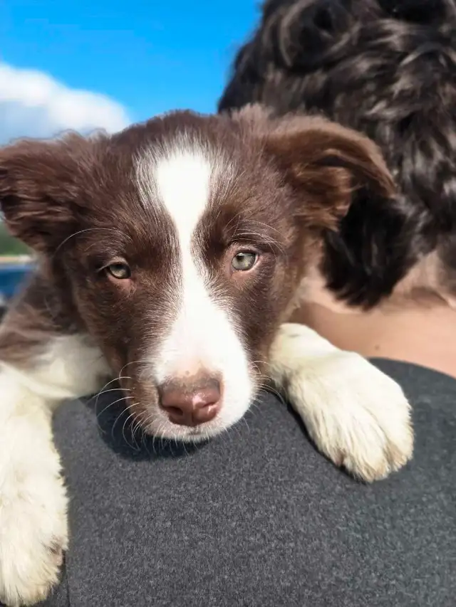 Chiot Border Collie CBCA / CBCA Border Collie Puppy in Dogs & Puppies for Rehoming in Gatineau - Image 5