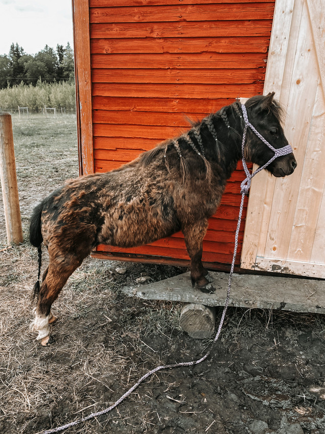 mini pony for trade in Horses & Ponies for Rehoming in Prince Albert