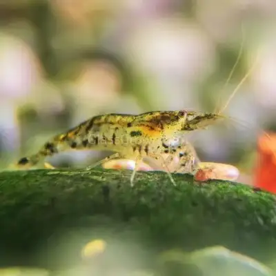 Skittle/ mixed breed Shrimp, View more