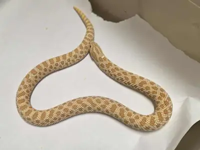 I have a few hognose for sale: 2019 Albino female 180g $200 sold 2019 Arctic het albino female 320g...