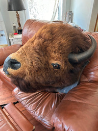 Tête de bison