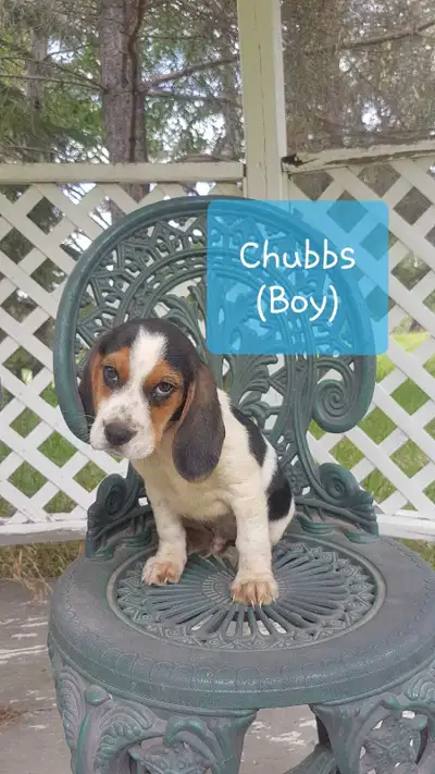 Cute beagle puppies for sale!, View more