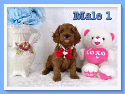 Mini-GoldenDoodle F1bb Puppies, View more