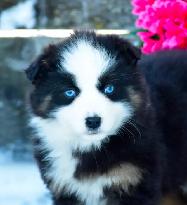 Miniature Australian Shepherd Pups in Dogs & Puppies for Rehoming in Edmonton - Image 8