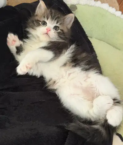 purebred Siberian kitten (one left), View more