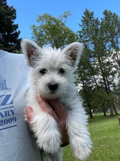 CKC registered West Highland White Terrier Male pups, View more