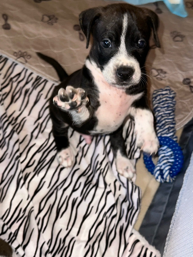 American bulldog/ Husky puppies in Dogs & Puppies for Rehoming in City of Toronto - Image 2