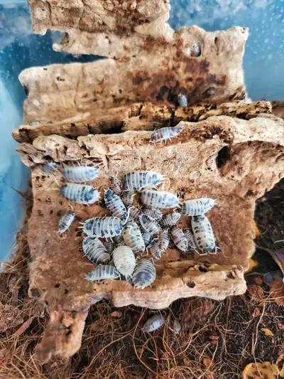 Dairy cow isopods 75+, View more