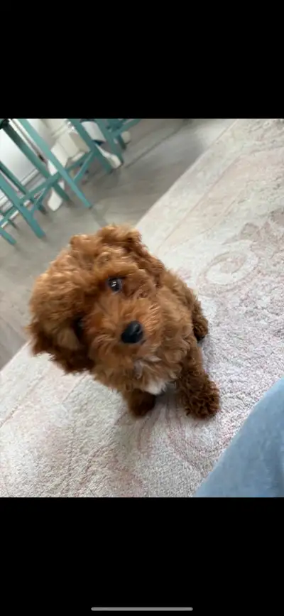 Micro mini goldendoodle puppy for sale, View more