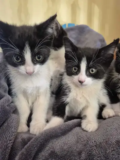 Kittens $25 , View more
