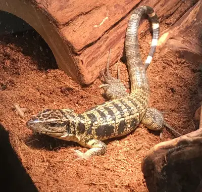 Gold Tegu, View more