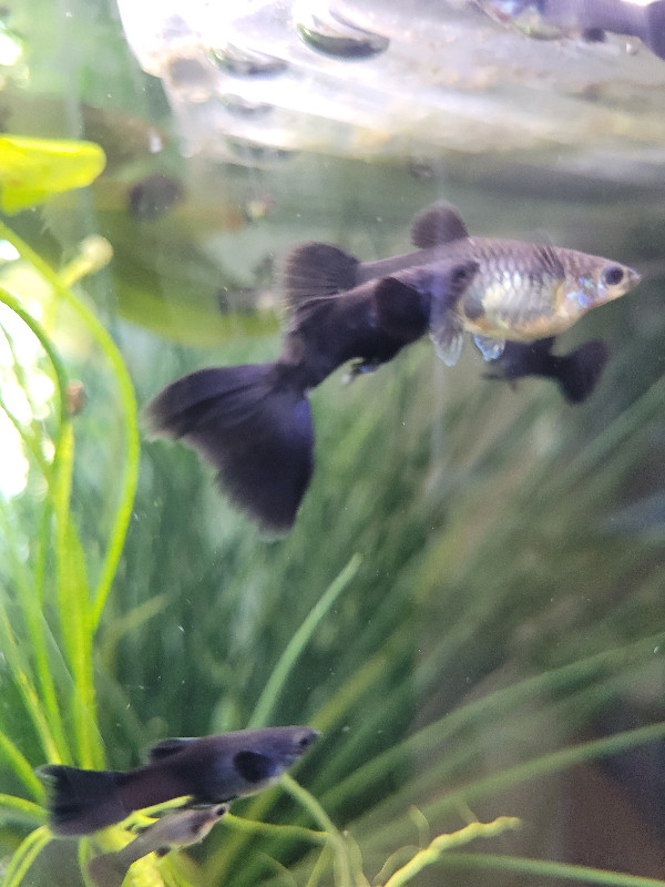 BLACK MOSCOW GUPPIES in Fish for Rehoming in Oshawa / Durham Region - Image 3