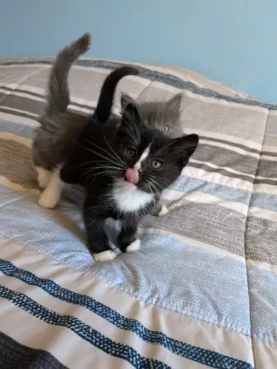 Adorable kittens. Ready May 16th. Super friendly and cute babies! Will have been to vet for first ch...
