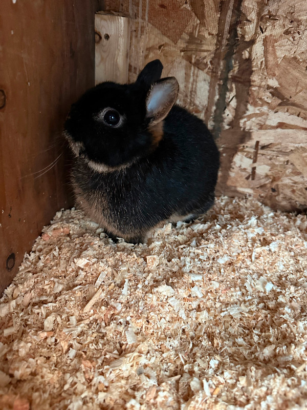 Dwarf Rabbits in Small Animals for Rehoming in Calgary - Image 4