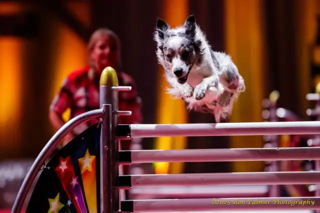 Border Collie Pups ABCA Registered in Dogs & Puppies for Rehoming in Winnipeg - Image 10