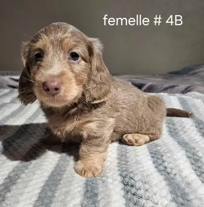 chiots teckel dachshund puppies, View more