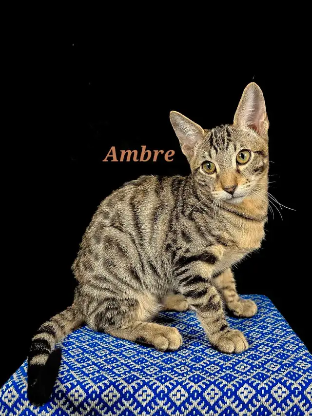 Magnifiques chatons Bengal-Siamois. Plus qu'un restant! in Cats & Kittens for Rehoming in City of Montréal - Image 2